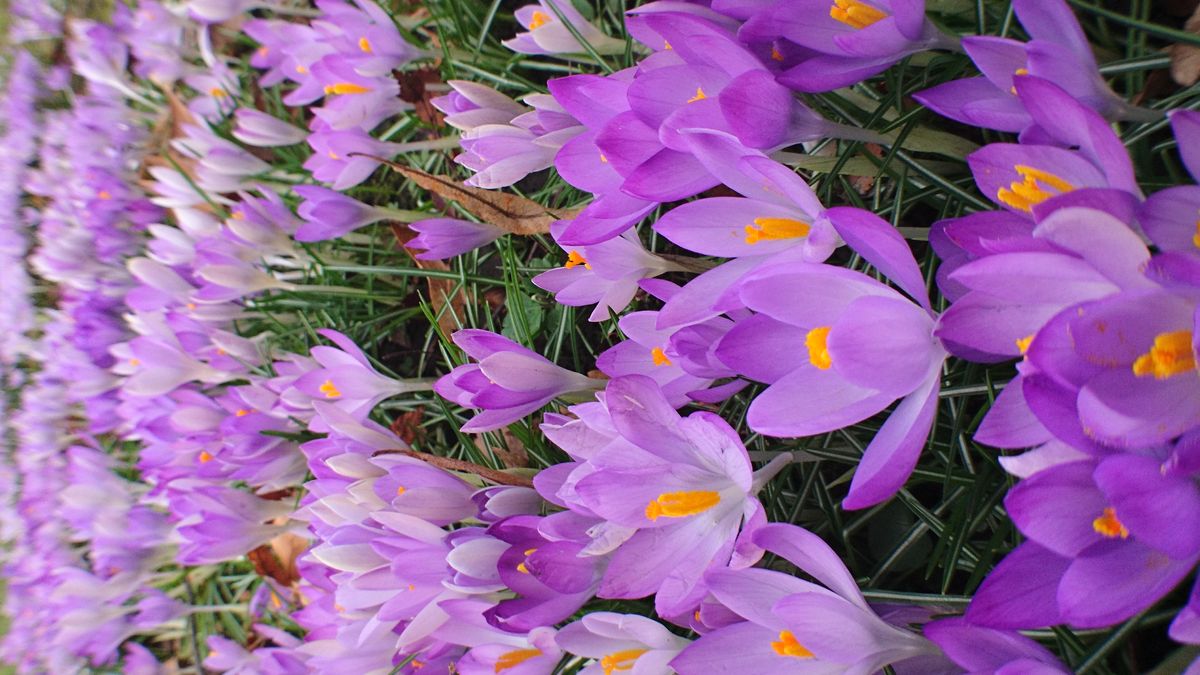 Crocus au Parc du Jardin Botanique à Liège (Belgium)