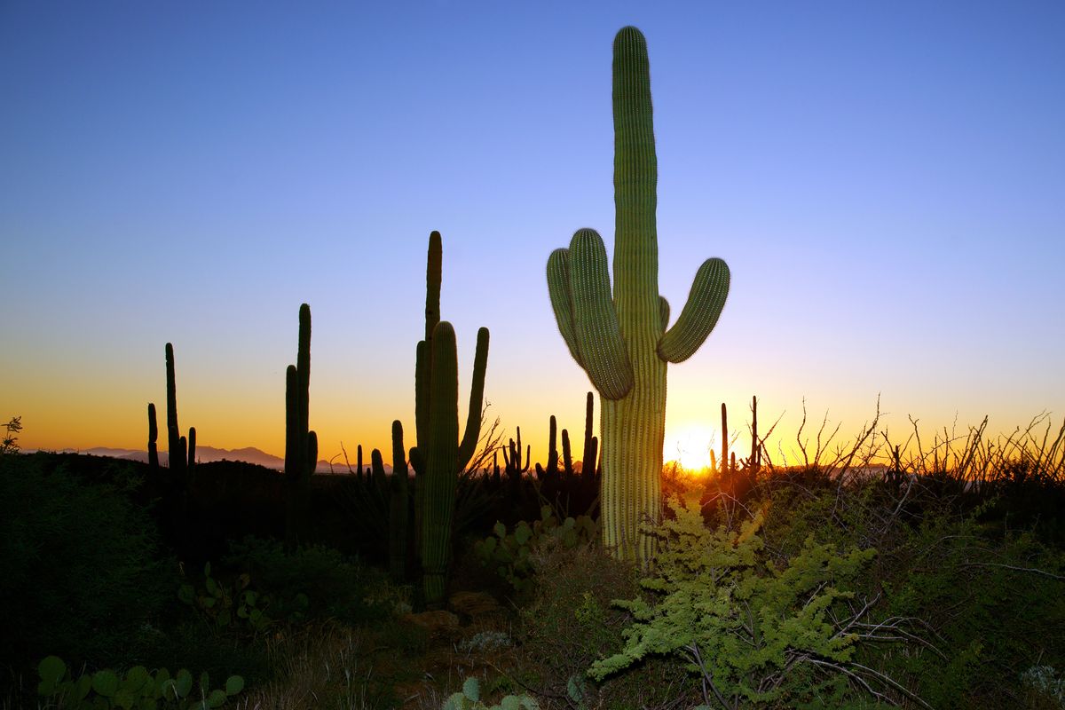 Kakteen in Saguaro-Nationalpark in Tucson