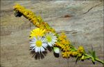 Blume