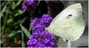 Schmetterling.JPG