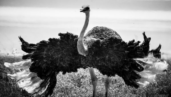 ©Laurent Baheux - Taken with α9 & FE 100-400mm à monture E