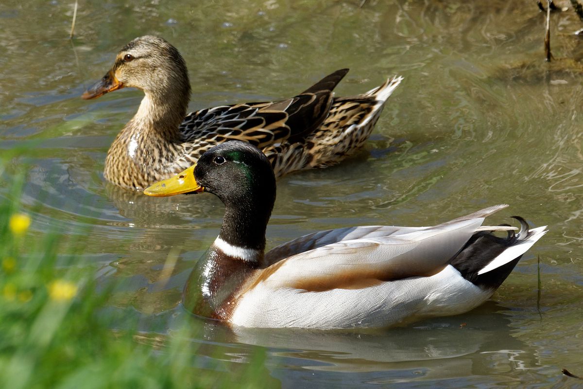 Enten an der Vliegbasis Leeuwarden, die in einer "Kampfpause" bei der Übung Frisian Flag 2017 aufgenommen wurden. ( Freihand Aufnahmetechnik )