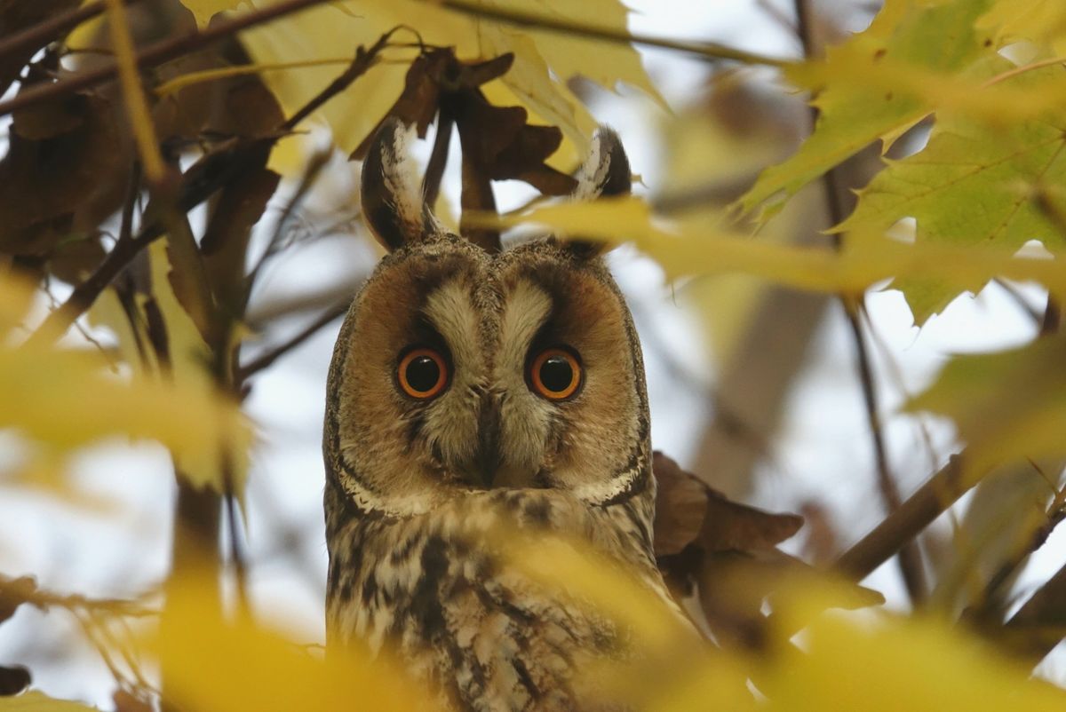 Ransuil  (Asio otus)