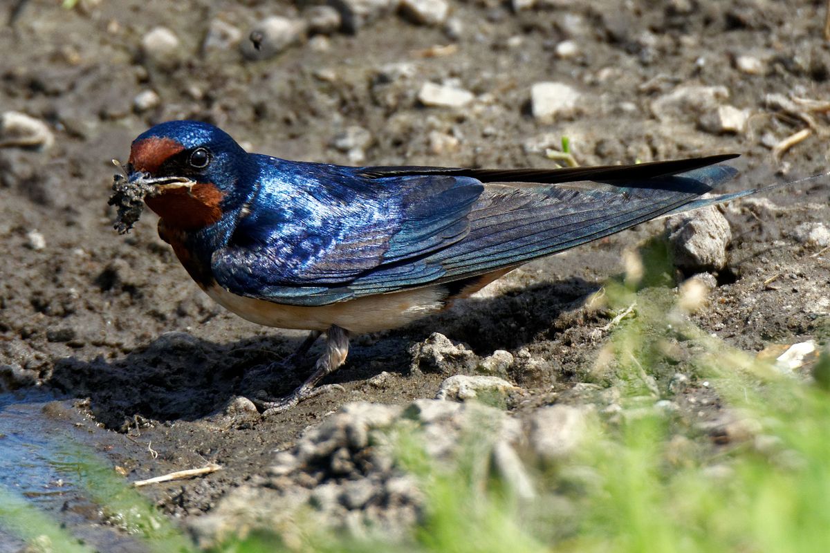 Rauchschwalbe an der Vliegbasis Leeuwarden, die in einer "Kampfpause" bei der Übung Fighter Weapons Instructor Training 2017 aufgenommen wurden. Die Rauchschwalbe (Hirundo rustica) ist Vogel des Jahres 1979 in Deutschland ( Die 600mm aus dem EXIF entsprechen eine äquivalente Brennweite von 900mm / Freihand Aufnahmetechnik )