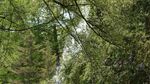 wasser im wald