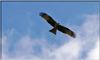 Bussard.jpg