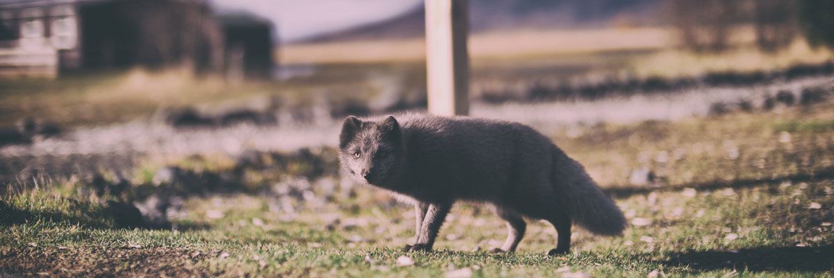 Urban_Wildlife.jpg Urban_Wildlife.jpg