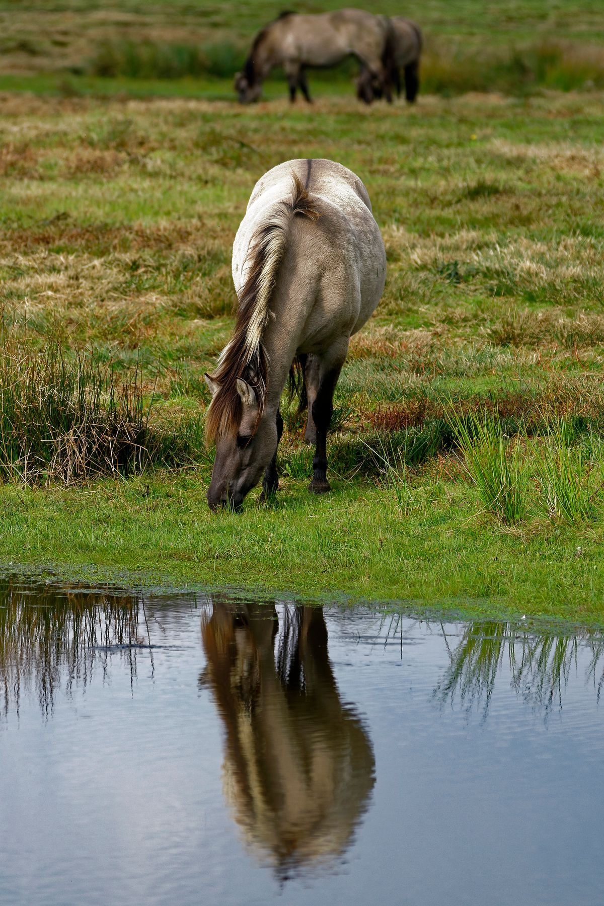 Wildpferde in den Natura-2000-Naturschutzgebiet in der unteren Haseniederung am Rand der Stadt Haselünne im Emsland.  Wikipedia sagt: Der Begriff "Tarpan", und was er ursprünglich beschrieb, ist umstritten. Mittlerweile hat er sich jedoch als Bezeichnung für das westeurasische Wildpferd durch zoologische Literatur eingebürgert. ( Freihand Aufnahmetechnik )