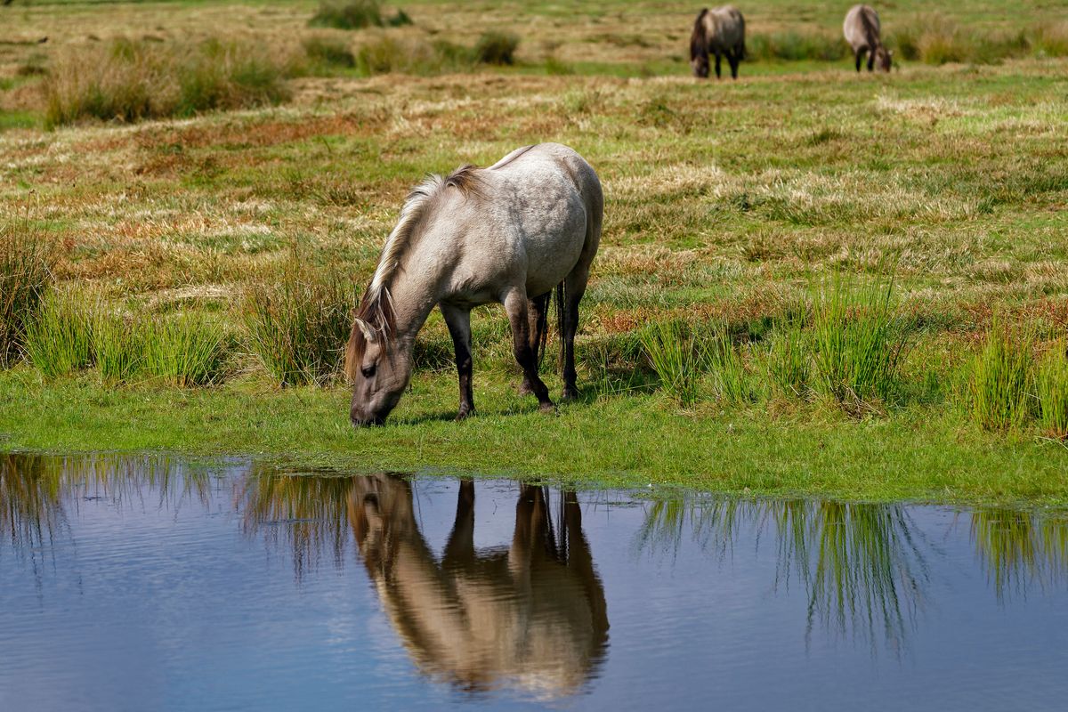 Wildpferde in den Natura-2000-Naturschutzgebiet in der unteren Haseniederung am Rand der Stadt Haselünne im Emsland.  Wikipedia sagt: Der Begriff "Tarpan", und was er ursprünglich beschrieb, ist umstritten. Mittlerweile hat er sich jedoch als Bezeichnung für das westeurasische Wildpferd durch zoologische Literatur eingebürgert. ( Freihand Aufnahmetechnik )