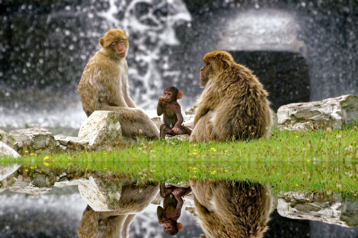 Affen Familie in Zoo-Safaripark Stukenbrock. Die Affen stammen ursprünglich aus dem Atlasgebirge in Marokko. Die Spiegelung wurde nachträglich herbeigefügt. ( Freihand Aufnahmetechnik )