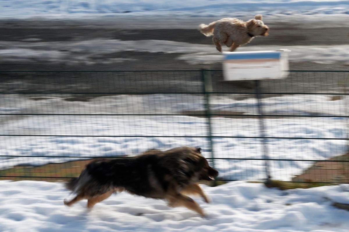 Ein Pudel Mischlings Hund läuft mit Cayro einen Eurasier von der Grafschaft Sayn um die Wette, dabei scheint der Pudel Mischling zufliegen ! ( Freihand Aufnahmetechnik )