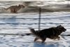 Ein Pudel Mischlings Hund läuft mit Cayro einen Eurasier von der Grafschaft Sayn um die Wette, dabei scheint der Pudel Mischling zufliegen ! ( Freihand Aufnahmetechnik )