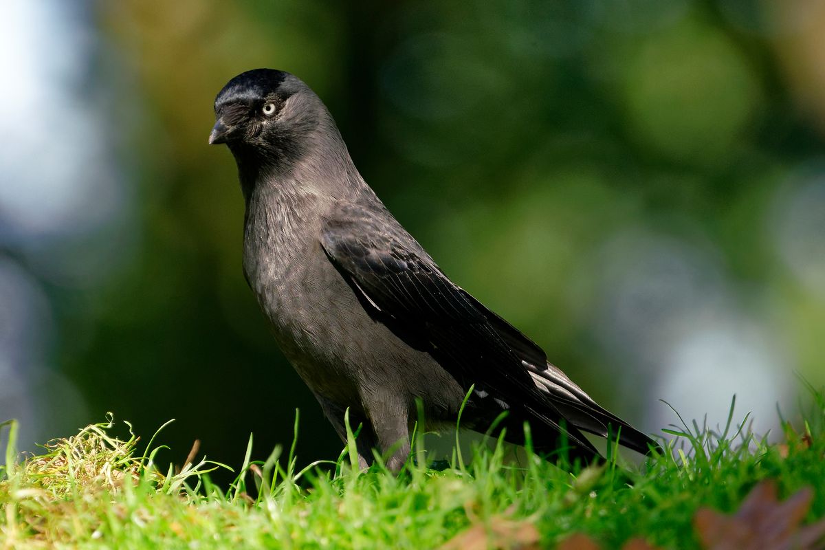 Die Dohle (Corvus monedula) ist, Vogel des Jahres 2012 in Deutschland ( Freihand Aufnahmetechnik )