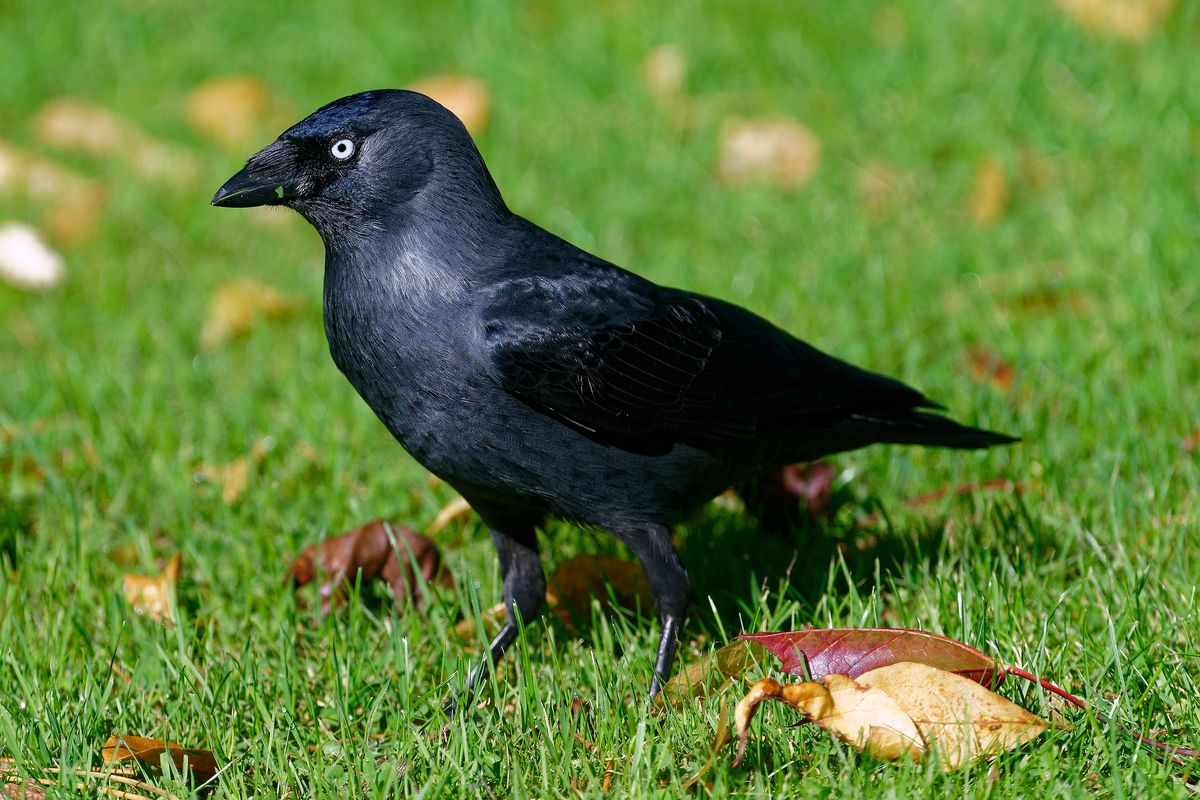 Die Dohle (Corvus monedula) ist, Vogel des Jahres 2012 in Deutschland ( Freihand Aufnahmetechnik )