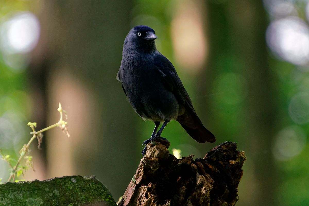 Die Dohle (Corvus monedula) ist, Vogel des Jahres 2012 in Deutschland ( Freihand Aufnahmetechnik )