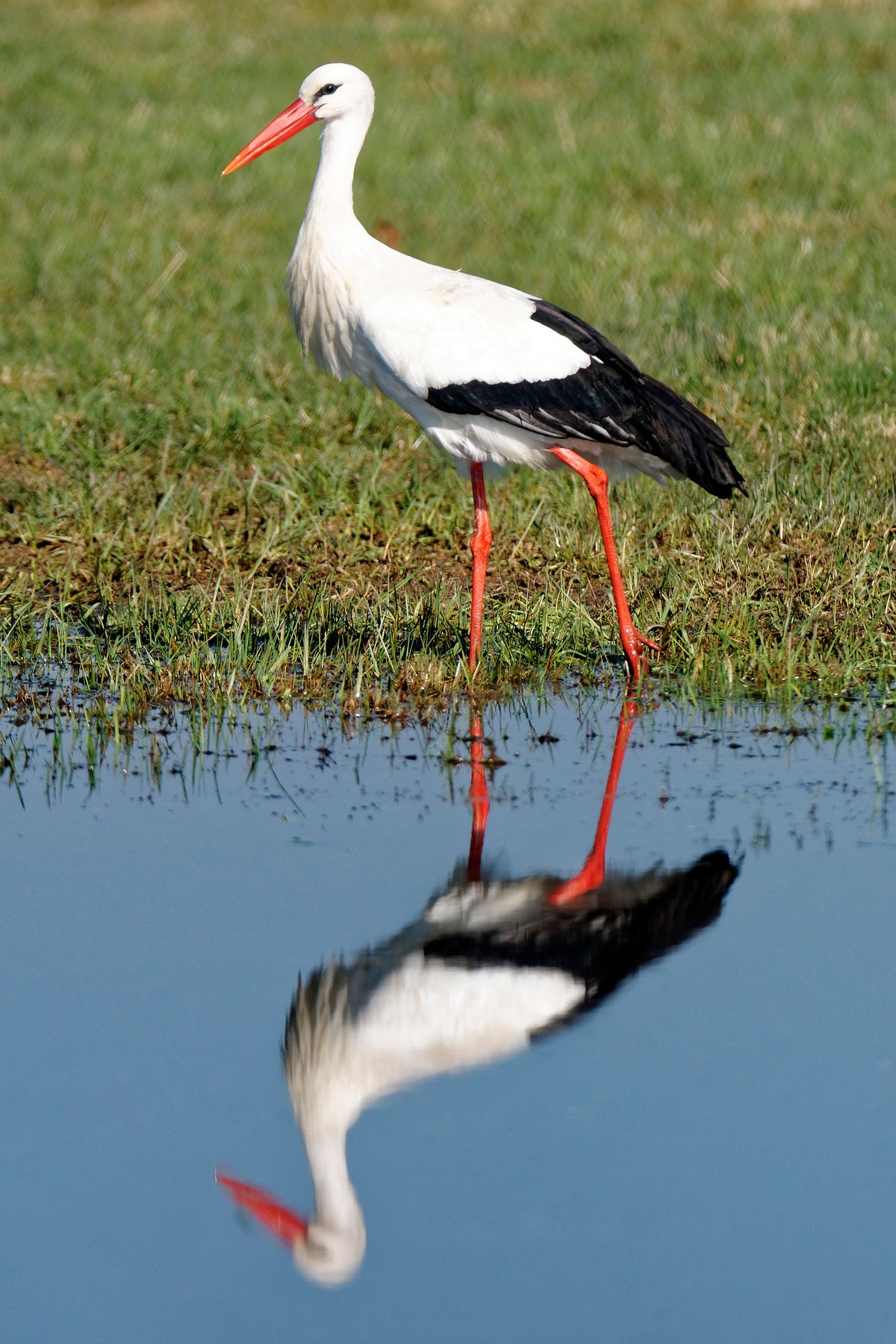 Eigentlich wollte ich in Rheine / Bentlage die Blechvögel ablichten, als sich diese Gelegenheit ergab. Der Weißstorch (Ciconia ciconia), auch Klapperstorch genannt, war 1984 und 1994 Vogel des Jahres in Deutschland. ( Freihand Aufnahmetechnik )