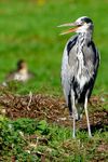 Der Graureiher (Ardea cinerea) oder auch Fischreiher genant. ( Freihand Aufnahmetechnik )