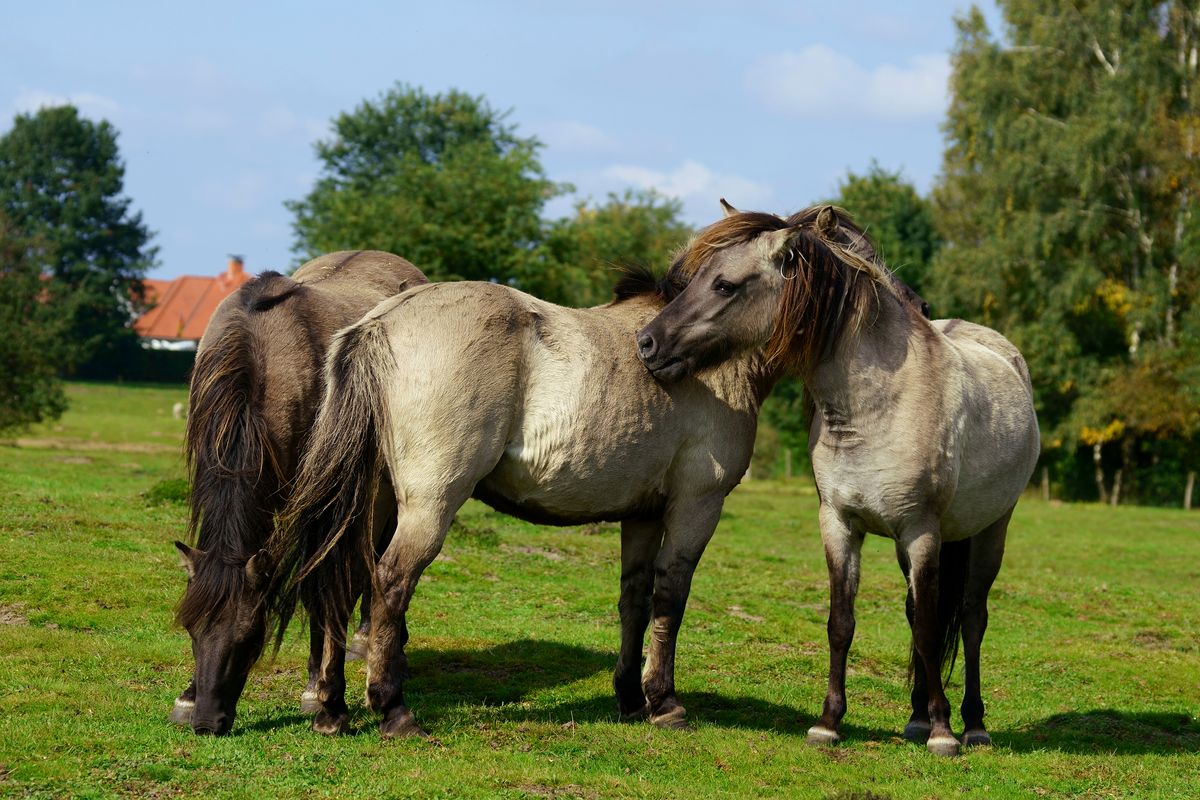 "Tarpan" Wildpferde in der unteren Hase Niederung, am Rand der Stadt Haselünne im Emsland. Wikipedia sagt: Der Begriff "Tarpan", und was er ursprünglich beschrieb, ist umstritten.  Jedoch hat sich Mittlerweile "Tarpan" als Bezeichnung für das westeurasische Wildpferd durch die zoologische Literatur eingebürgert. ( Freihand Aufnahmetechnik )