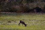 Bald ist dieses "Esszimmer" der Rehe verschwunden, da die Stadt Rheine auf den Gelände der ehemaligen General-Wever-Kaserne die komplette schützenswerte Fauna und Flora zerstört, um Platz für ein Beton Ghetto für die Menschen zu schaffen. (Bilder wurden Freihand durch eine Umzäunung hindurch aufgenommen)