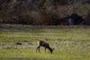 Bald ist dieses "Esszimmer" der Rehe verschwunden, da die Stadt Rheine auf den Gelände der ehemaligen General-Wever-Kaserne die komplette schützenswerte Fauna und Flora zerstört, um Platz für ein Beton Ghetto für die Menschen zu schaffen. (Bilder wurden Freihand durch eine Umzäunung hindurch aufgenommen)