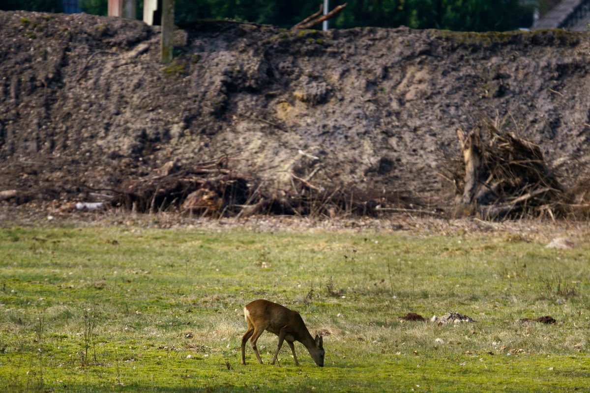 Bald ist dieses "Esszimmer" der Rehe verschwunden, da die Stadt Rheine auf den Gelände der ehemaligen General-Wever-Kaserne die komplette schützenswerte Fauna und Flora zerstört, um Platz für ein Beton Ghetto für die Menschen zu schaffen. (Bilder wurden Freihand durch eine Umzäunung hindurch aufgenommen)