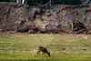 Bald ist dieses "Esszimmer" der Rehe verschwunden, da die Stadt Rheine auf den Gelände der ehemaligen General-Wever-Kaserne die komplette schützenswerte Fauna und Flora zerstört, um Platz für ein Beton Ghetto für die Menschen zu schaffen. (Bilder wurden Freihand durch eine Umzäunung hindurch aufgenommen)