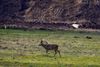 Bald ist diese "Diele" der Rehe verschwunden, da die Stadt Rheine auf den Gelände der ehemaligen General-Wever-Kaserne die komplette schützenswerte Fauna und Flora zerstört, um Platz für ein Beton Ghetto für die Menschen zu schaffen. (Bilder wurden Freihand durch eine Umzäunung hindurch aufgenommen)