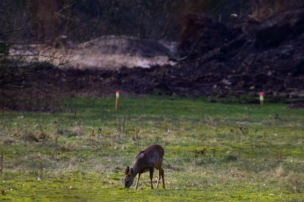 Bald ist dieses "Wohnzimmer" der Rehe verschwunden, da die Stadt Rheine auf den Gelände der ehemaligen General-Wever-Kaserne die komplette schützenswerte Fauna und Flora zerstört, um Platz für ein Beton Ghetto für die Menschen zu schaffen. (Bilder wurden Freihand durch eine Umzäunung hindurch aufgenommen)