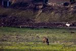 Bald ist dieses "Wohnzimmer" der Rehe verschwunden, da die Stadt Rheine auf den Gelände der ehemaligen General-Wever-Kaserne die komplette schützenswerte Fauna und Flora zerstört, um Platz für ein Beton Ghetto für die Menschen zu schaffen. (Bilder wurden Freihand durch eine Umzäunung hindurch aufgenommen)