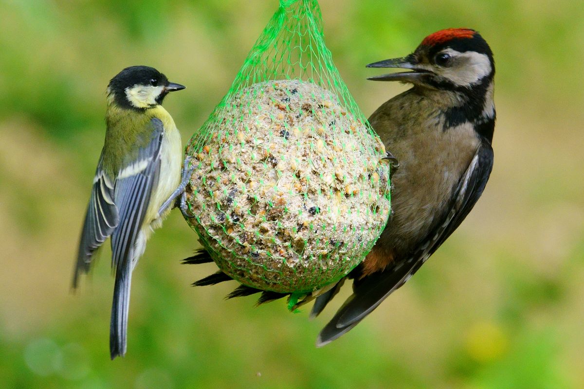 Ein Buntspecht und Meise an einen Sommer Meisen Knödel. Da es aktuell kaum noch Insekten und Käfer ec in der Natur gibt, suchen die Vögel auch in Sommer ihre Winter Fütterungs Plätze auf. ( Freihand Aufnahmetechnik )