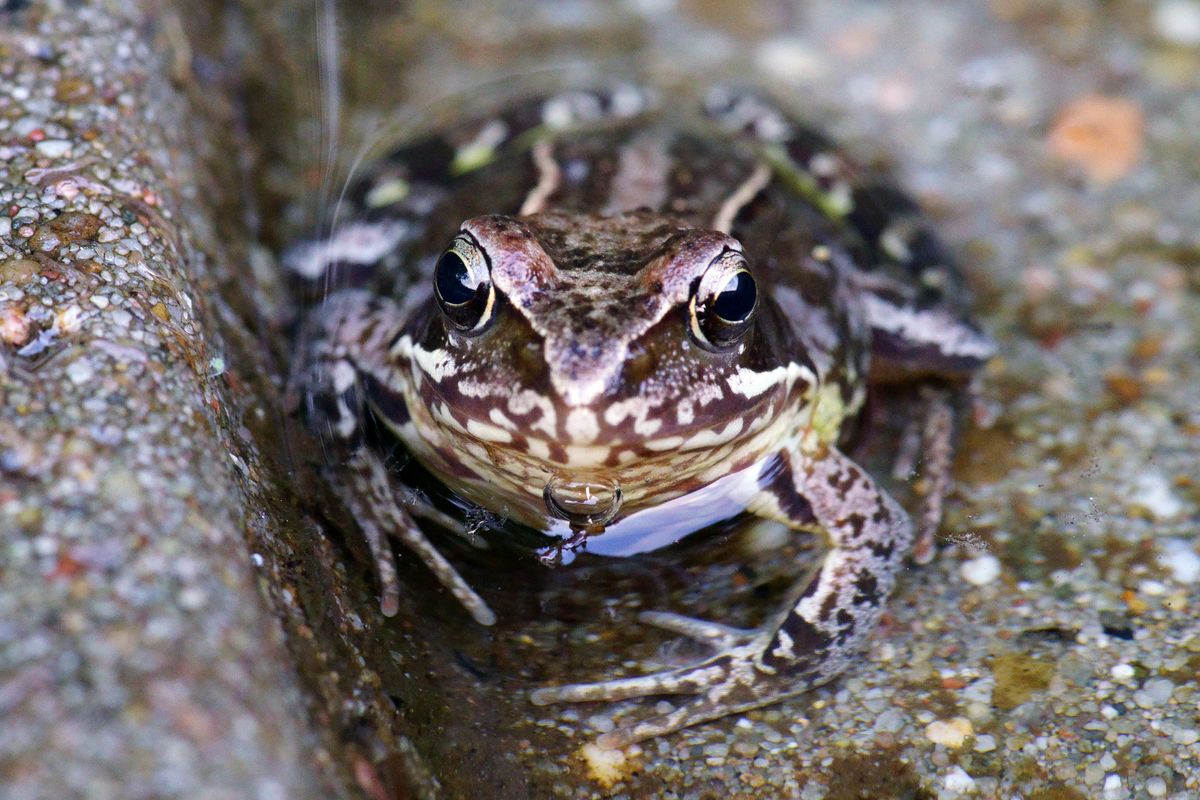 Eine Erdkröte in einen Beton Rinnsal nach einen Regenschauer, der Wissenschaftlicher Name der Erdkröte lautet Bufo bufo. ( Freihand Aufnahmetechnik )