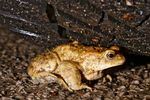 Eine Erdkröte (Bufo bufo) auf der Wanderung von ihren Landlebensraum zu ihren Laichgewässer, ein Fließgewässer Namens "AA" in Emsland.  Leider müssen die Erdkröte während ihrer meist Nächtlichen Wanderung immer häufiger Straßen überqueren, wobei viele Tiere überfahren werden.  ( Freihand Aufnahmetechnik / Bild arrangiert, es wurde kein Tier verletzt )