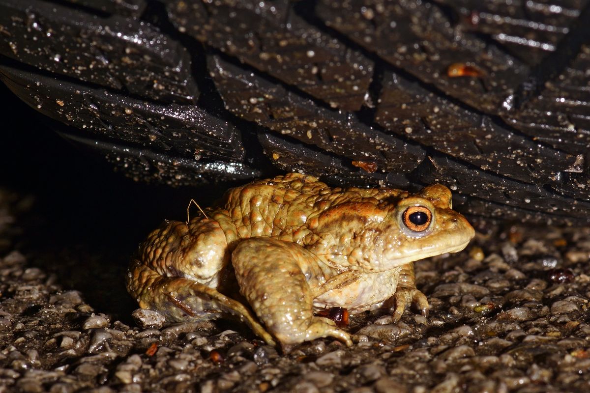 Eine Erdkröte (Bufo bufo) auf der Wanderung von ihren Landlebensraum zu ihren Laichgewässer, ein Fließgewässer Namens "AA" in Emsland.  Leider müssen die Erdkröte während ihrer meist Nächtlichen Wanderung immer häufiger Straßen überqueren, wobei viele Tiere überfahren werden.  ( Freihand Aufnahmetechnik / Bild arrangiert, es wurde kein Tier verletzt )