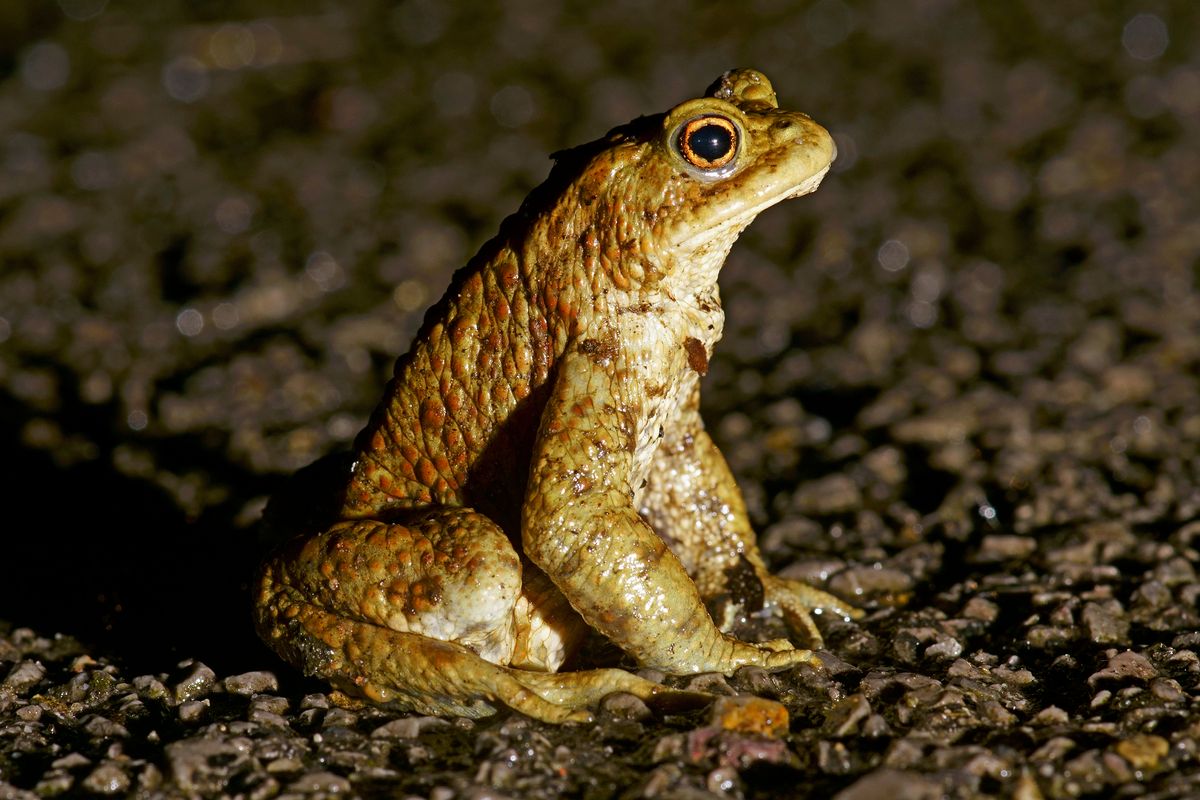 Eine Erdkröte (Bufo bufo) auf ihrer Nächtlichen Wanderung von ihren Landlebensraum zu ihren Laichgewässer, ein Fließgewässer Namens "AA" in Emsland.  Leider müssen die Erdkröte während ihrer meist Nächtlichen Wanderung immer häufiger Straßen überqueren, wobei viele Tiere überfahren werden.  ( Freihand Aufnahmetechnik )