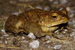 Eine Erdkröte (Bufo bufo) auf Nächtlicher Wanderung, von ihren Landlebensraum zu ihren Laichgewässer, ein Fließgewässer Namens "AA" in Emsland.  Leider müssen die Erdkröte während ihrer meist Nächtlichen Wanderung immer häufiger Straßen überqueren, wobei viele Tiere überfahren werden.  ( Freihand Aufnahmetechnik )