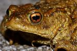 Eine Erdkröte (Bufo bufo) auf Nächtlicher Wanderung, von ihren Landlebensraum zu ihren Laichgewässer, ein Fließgewässer Namens "AA" in Emsland.  Leider müssen die Erdkröte während ihrer meist Nächtlichen Wanderung immer häufiger Straßen überqueren, wobei viele Tiere überfahren werden.  ( Freihand Aufnahmetechnik )