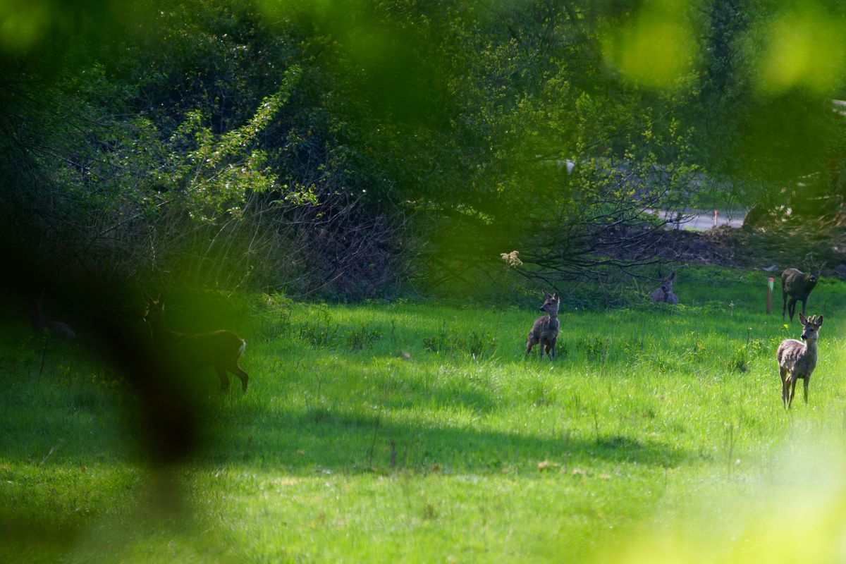 Bald ist dieses "Esszimmer" der Rehe verschwunden, da die Stadt Rheine auf den Gelände der ehemaligen General-Wever-Kaserne, die komplette schützenswerte Fauna und Flora zerstört, um Platz für ein Beton Ghetto für die Menschen zu schaffen. (Bilder wurden Freihand durch eine Umzäunung hindurch aufgenommen)