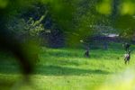 Bald ist dieses "Esszimmer" der Rehe verschwunden, da die Stadt Rheine auf den Gelände der ehemaligen General-Wever-Kaserne, die komplette schützenswerte Fauna und Flora zerstört, um Platz für ein Beton Ghetto für die Menschen zu schaffen. (Bilder wurden Freihand durch eine Umzäunung hindurch aufgenommen)