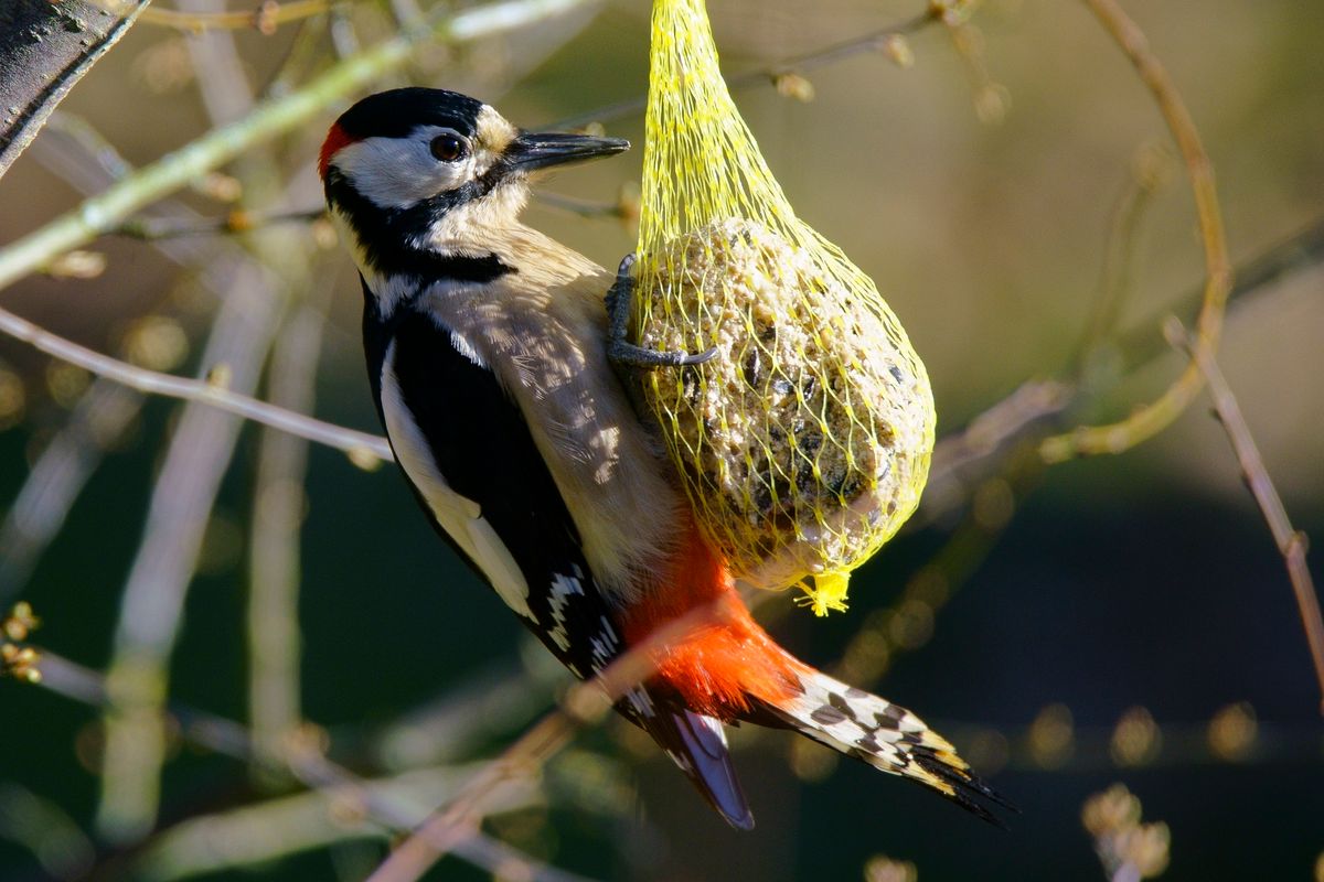 Ein Buntspecht an einen Sommer Meisen Knödel. Da es aktuell kaum noch Insekten und Käfer ec in der Natur gibt, suchen die Vögel auch in Sommer ihre Winter Fütterungs Plätze auf. ( Freihand Aufnahmetechnik )