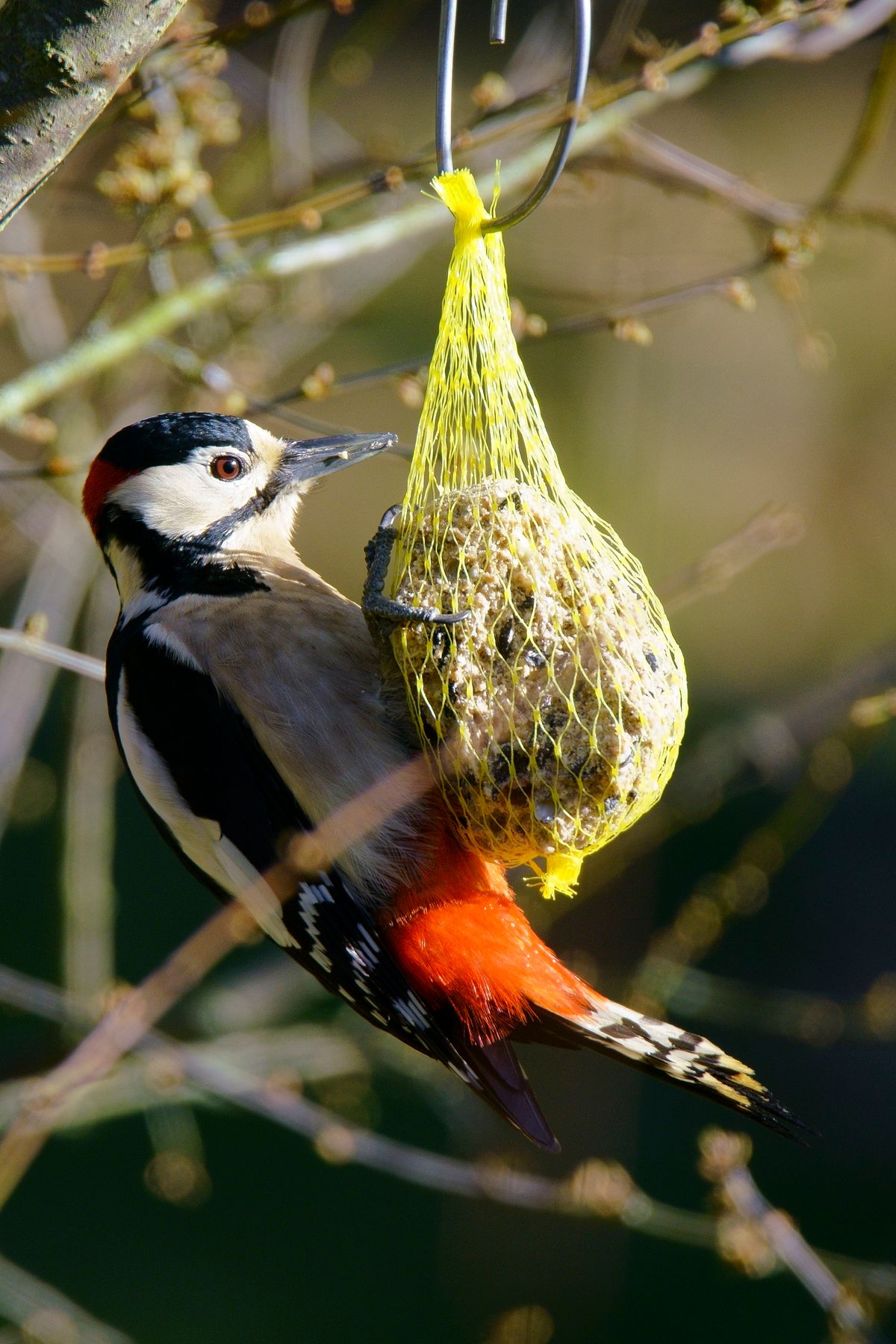 Ein Buntspecht an einen Sommer Meisen Knödel. Da es aktuell kaum noch Insekten und Käfer ec in der Natur gibt, suchen die Vögel auch in Sommer ihre Winter Fütterungs Plätze auf. ( Freihand Aufnahmetechnik )