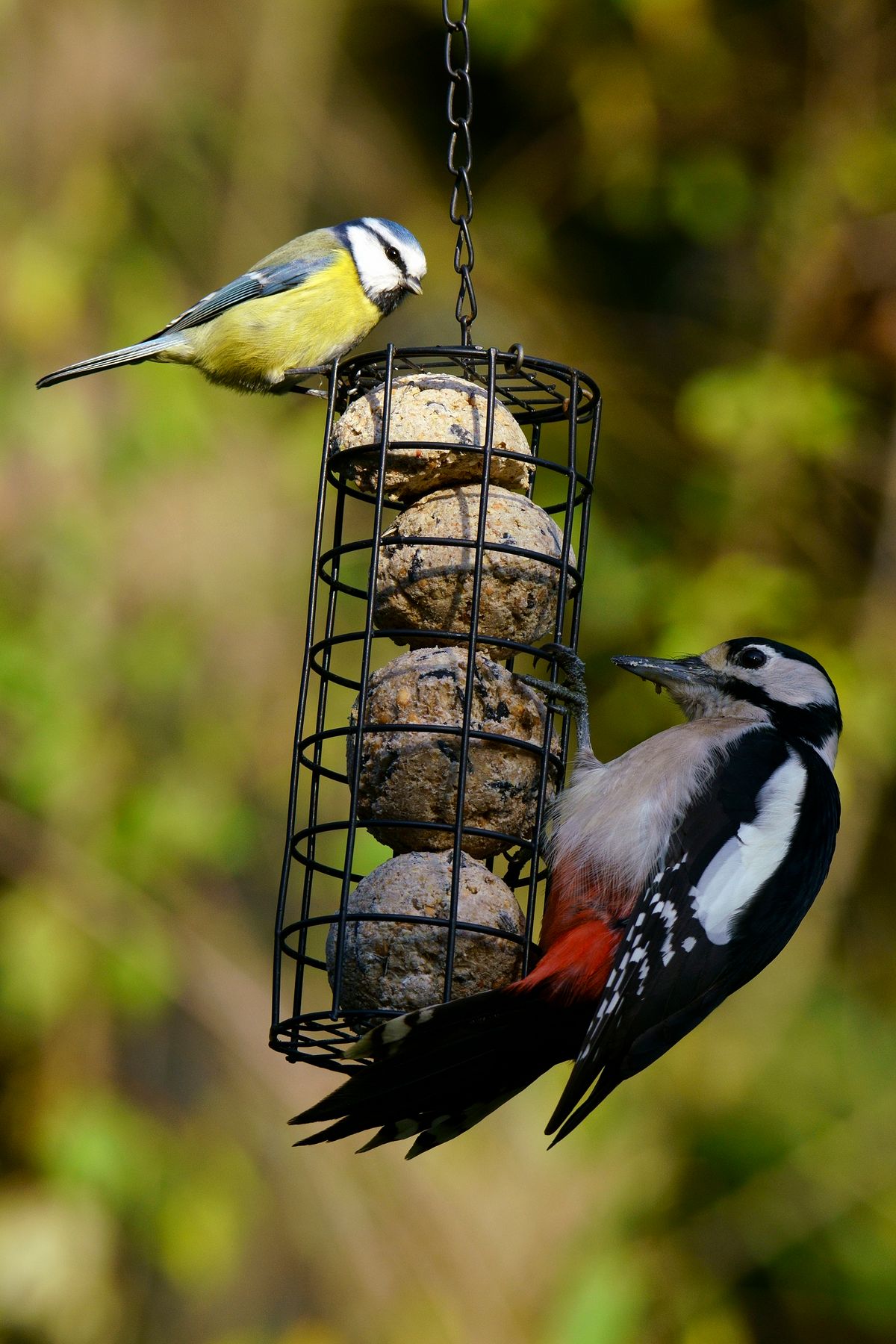 Ein Buntspecht und Meise an einen Futtercontainer. Da es aktuell kaum noch Insekten und Käfer ec in der Natur gibt, suchen die Vögel auch in Sommer ihre Winter Fütterungs Plätze auf. ( Freihand Aufnahmetechnik )