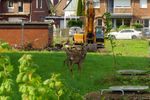 Bald ist dieses "Esszimmer" der Rehe verschwunden, da die Stadt Rheine auf den Gelände der ehemaligen General-Wever-Kaserne, die komplette schützenswerte Fauna und Flora zerstört, um Platz für ein Beton Ghetto für die Menschen zu schaffen. ( Freihand Aufnahmetechnik )