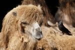 Eine Dohle pflückt Nestbau Material von einen  Trampeltier ( two-humped camel ). Location : NaturZoo Rheine. ( Die 400mm aus dem EXIF Datei entsprechen eine äquivalente Brennweite von 600mm / Freihand Aufnahmetechnik ) Ergänzung zu Beitrag :  https://community.sony.de/t5/objektive/sel70300g/m-p/2465452#M8588