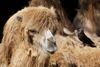 Eine Dohle pflückt Nestbau Material von einen  Trampeltier ( two-humped camel ). Location : NaturZoo Rheine. ( Die 400mm aus dem EXIF Datei entsprechen eine äquivalente Brennweite von 600mm / Freihand Aufnahmetechnik ) Ergänzung zu Beitrag :  https://community.sony.de/t5/objektive/sel70300g/m-p/2465452#M8588