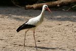 Ein wilder Klapperstorch zu Gast im NaturZoo Rheine. Viele Vögel kommen zum Nisten und fressen in den Zoo. ( Die 160mm aus dem EXIF Datei entsprechen eine äquivalente Brennweite von 240mm / Freihand Aufnahmetechnik ) Ergänzung zu Beitrag :  https://community.sony.de/t5/objektive/sel70300g/m-p/2465452#M8588