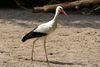 Ein wilder Klapperstorch zu Gast im NaturZoo Rheine. Viele Vögel kommen zum Nisten und fressen in den Zoo. ( Die 160mm aus dem EXIF Datei entsprechen eine äquivalente Brennweite von 240mm / Freihand Aufnahmetechnik ) Ergänzung zu Beitrag :  https://community.sony.de/t5/objektive/sel70300g/m-p/2465452#M8588