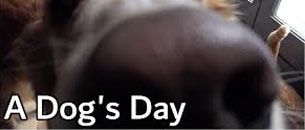 A-dogs-day.jpg