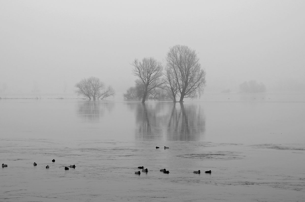 Nebel und Hochwasser an der Oder
