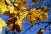 Die Blätter des Ahorn erstrahlen in der mittäglichen Herbstsonne