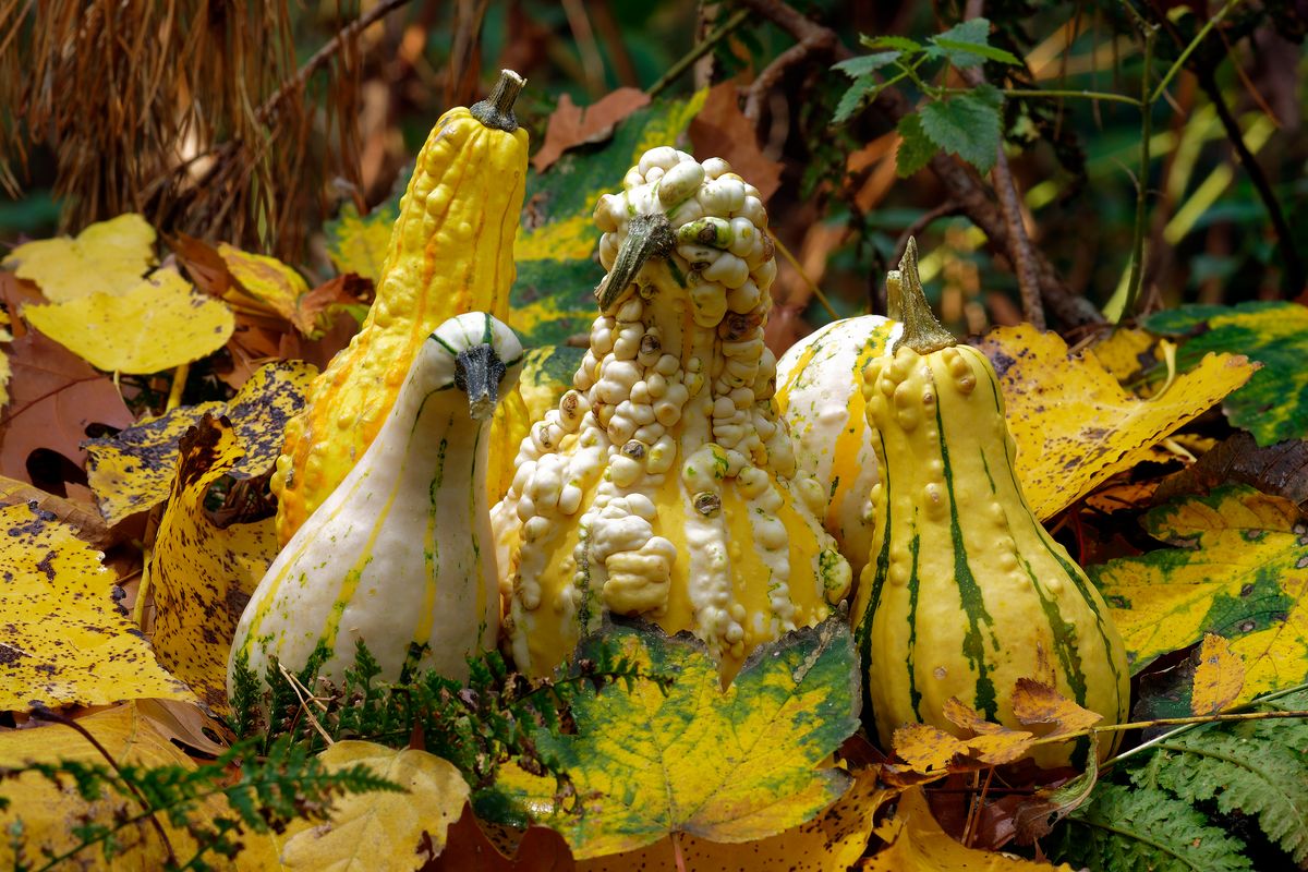 ZierKürbisse, eine Herbstdekoration aus der Natur Location : Schapen / Emsland, Aufnahmetechnik : Stativ und Blitzlicht